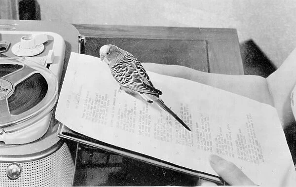 Sparkie Williams the record making budgie seen here making a recording