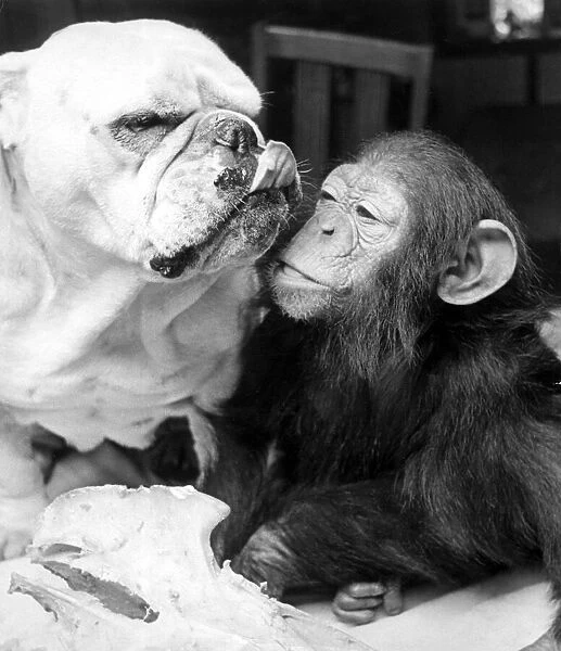 Sparky the chimp snuggles up beside Sue the bulldog at Southam zoo, Warwickshire