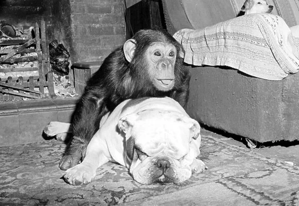 Sparky the chimpanzee relaxes with a bulldog, sleeping on a hearthrug April 1976 Rev 4172