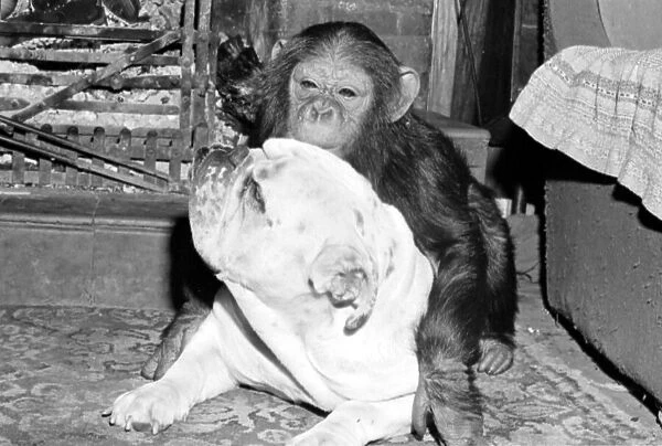 Sparky the chimpanzee relaxes with a bulldog, sleeping on a hearthrug April 1976 Rev 4172