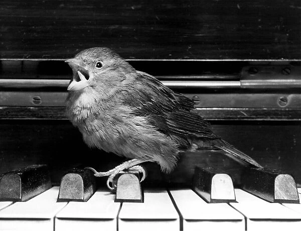Sparrow Charlie Boy shows his virtuoso touch on the keyboard