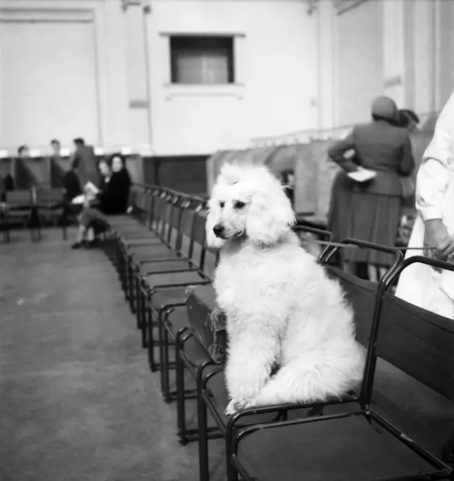 Framed Print : Sparrowick Marshall seen here at the Poodle Club in London Framed Print : Sparrowick Marshall seen here at the Poodle Club in London