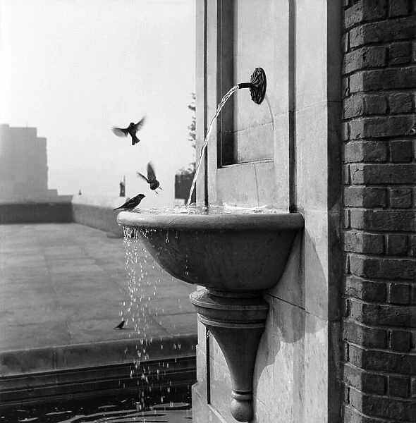 Sparrows At Drinking Fountain. November 1952 C5723
