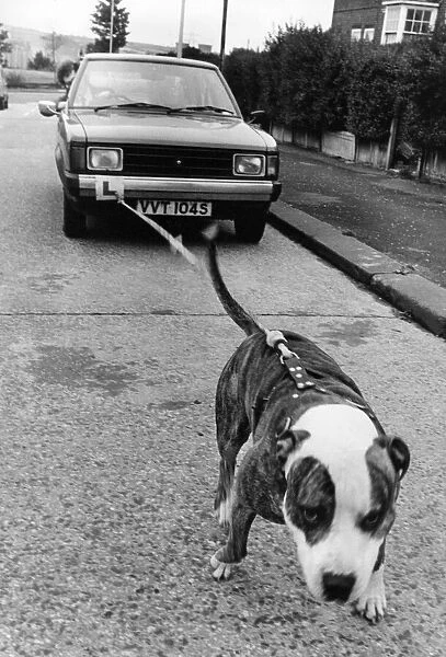 Spartacus the Americal pit bull dog pulling a car