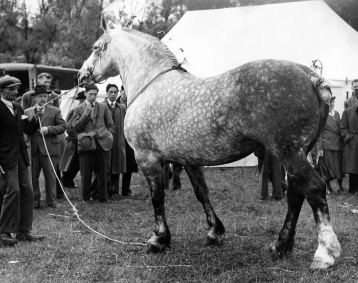 Framed Print : Spectators watch as a horse is put through its paces at the Corbridge Agricultural Show Framed Print : Spectators watch as a horse is put through its paces at the Corbridge Agricultural Show