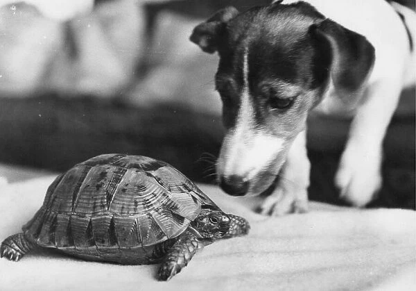 Speedy the tortoise gets his normal wake-up call from Mandy the Jack Russell
