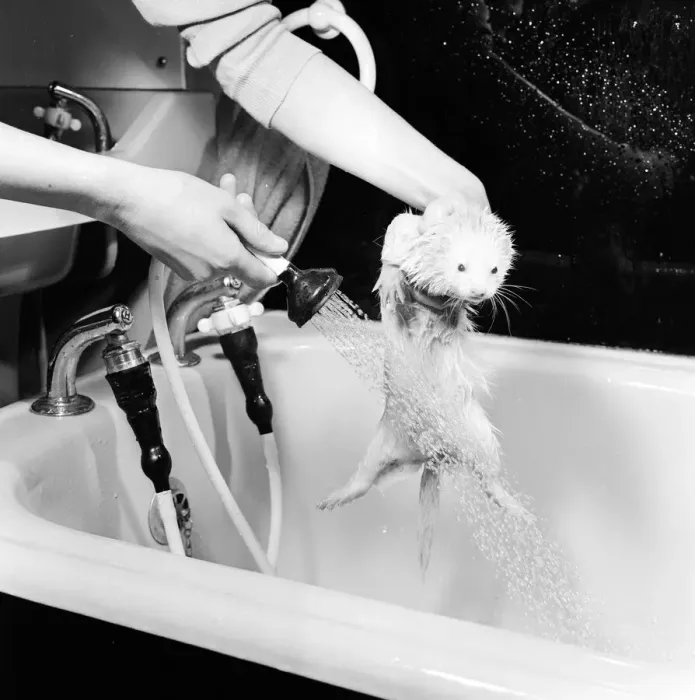 Framed Print : Spice a pet ferret owned by Carol Petrie receives a wash in the bath tub 31st January
