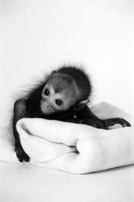 Framed Print : Spider monkey Pedro makes himself at home. May 1994 Framed Print : Spider monkey Pedro makes himself at home. May 1994