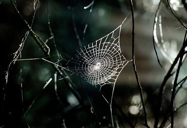 A spiders web hangs delicatley from the branches of a tree deep in a dark wood
