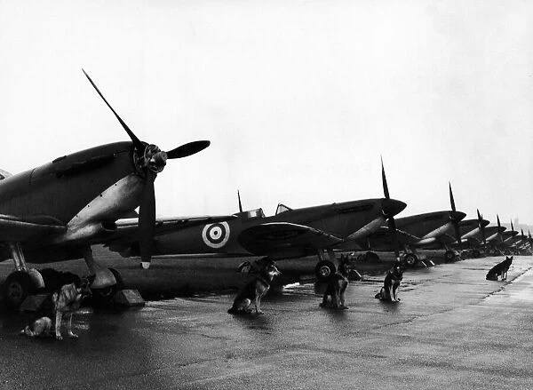 Twelve Spitfire fighter planes lined up on the air strip at North Weald