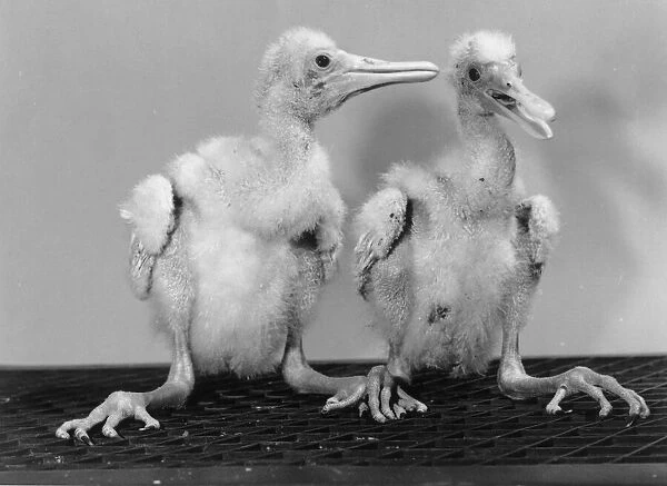 Spoonbill Chicks at Birdworld April 1990 DM90 2245  /  10 P044298