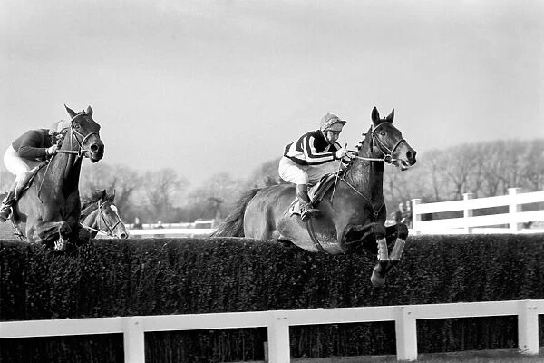 Sport: Horseracing. Racing at Windsor 'Even Up'. January 1975 75-00284-003