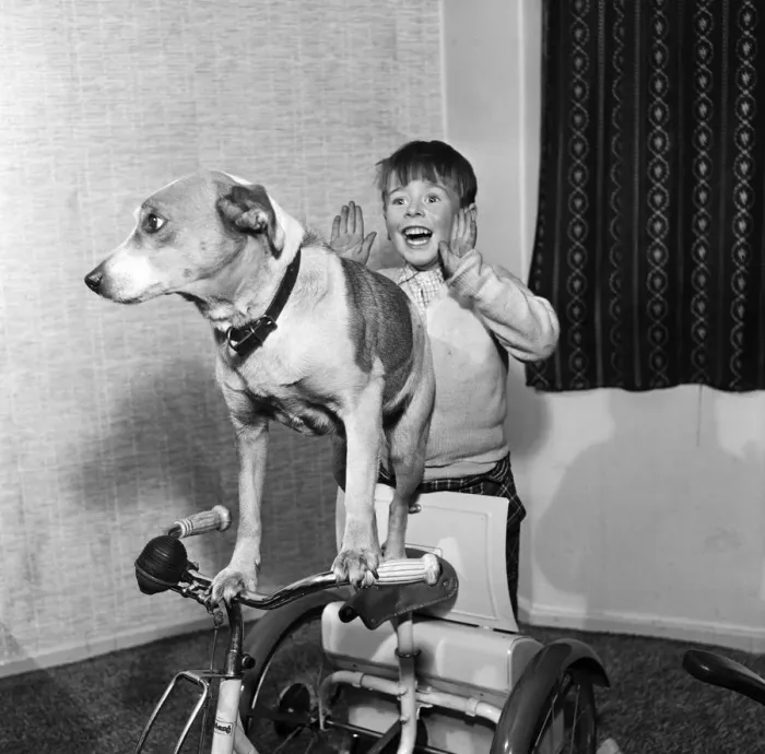 Framed Print : Spot the dog with Danny Copeland. 23rd March 1959 Framed Print : Spot the dog with Danny Copeland. 23rd March 1959