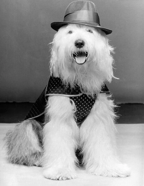 Spotty Dog... Street style for £50. July 1986 P006059