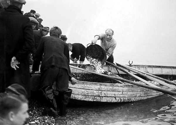 Spratts being caught at Hastings, East Sussex. Circa 1953