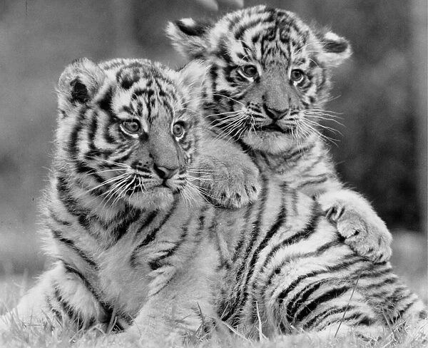 Spring Baby Animals. Tigger and Topper, two male tiger cubs at West Midlands