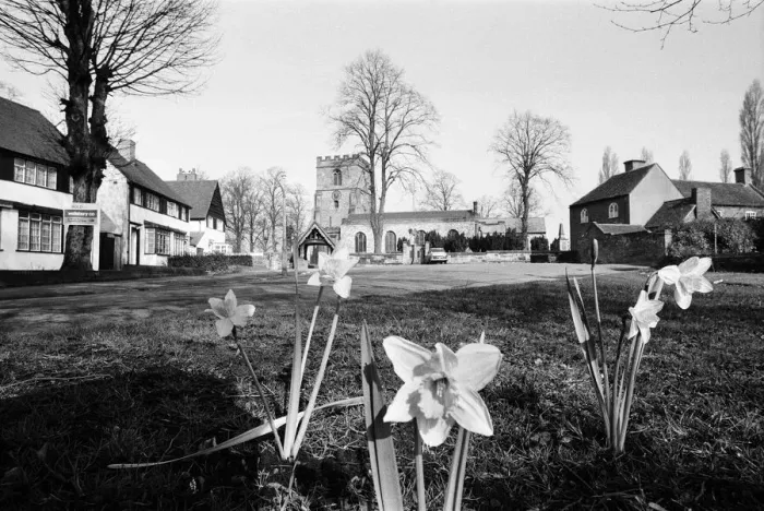 Framed Print : Spring Daffodils bloom on the village green at Kingswinford, Staffordshire, West Midlands Framed Print : Spring Daffodils bloom on the village green at Kingswinford, Staffordshire, West Midlands