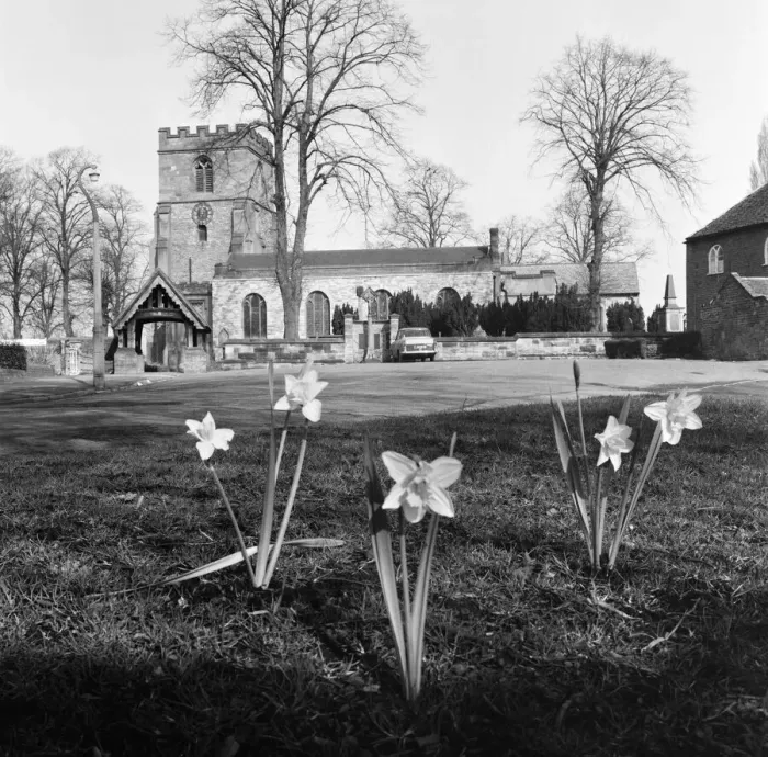Framed Print : Spring Daffodils bloom on the village green at Kingswinford, Staffordshire Framed Print : Spring Daffodils bloom on the village green at Kingswinford, Staffordshire
