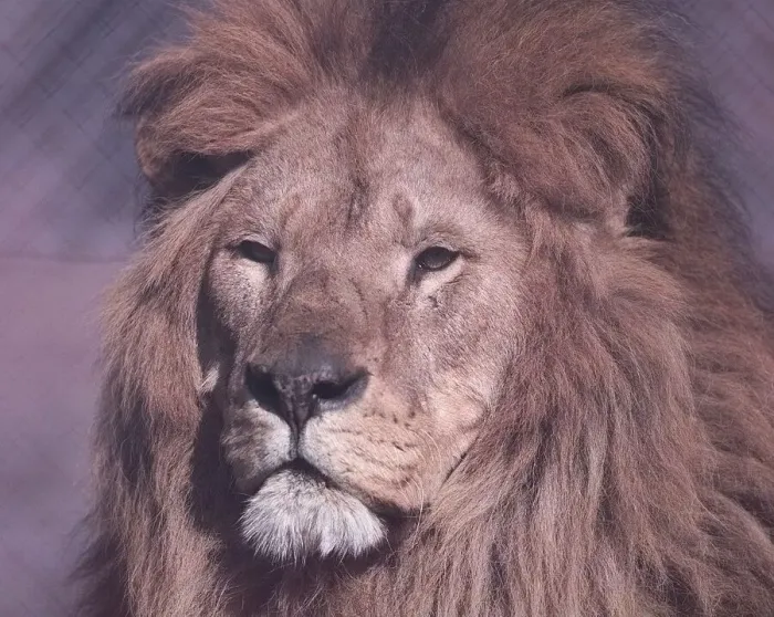 Framed Print : Spring at Drayton Manor Zoo is a Lion Framed Print : Spring at Drayton Manor Zoo is a Lion