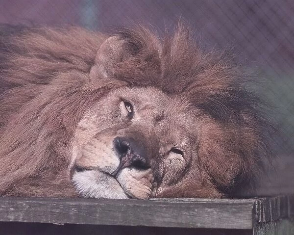 Spring at Drayton Manor Zoo is a Lion