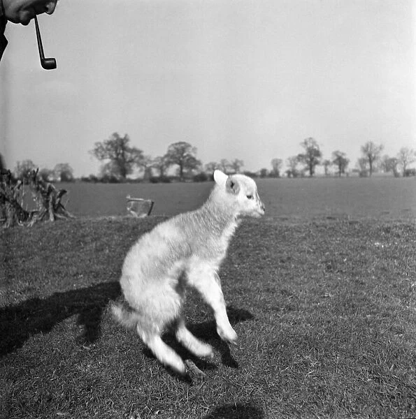 Spring Lambs on Blarche Farm. February 1950 O22756-004