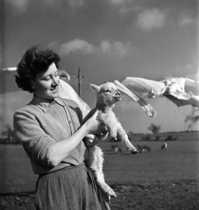 Framed Print : Spring Lambs on Blarche Farm. February 1950 O22756-002 Framed Print : Spring Lambs on Blarche Farm. February 1950 O22756-002