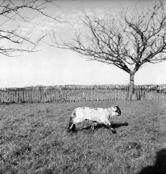 Spring lambs in Kent. January 1975 75-00492-002