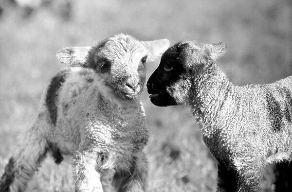 Spring lambs in Kent. January 1975 75-00492-013