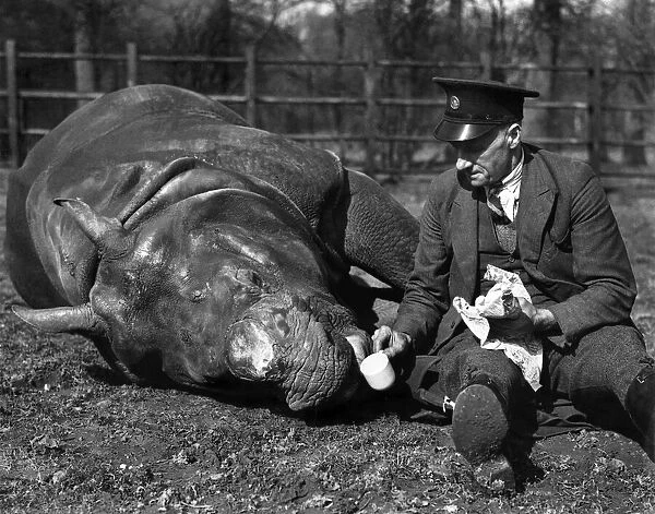 The Spring Weather Really Gets Him Down. Mahon, six-year-old rhinoceros at Whipsnado Zoo