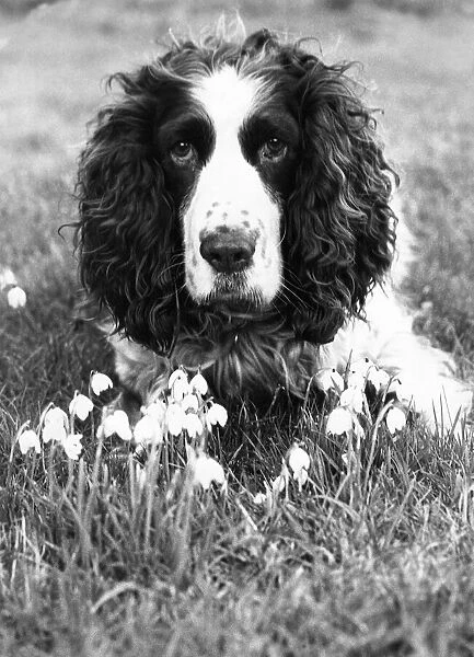 A Springer Spaniel enjoying the first signs of spring