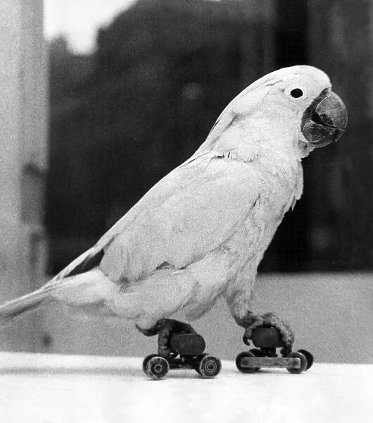 Squeeky the the Cockatoo enjoys skating at Newcastle Winter Zoo