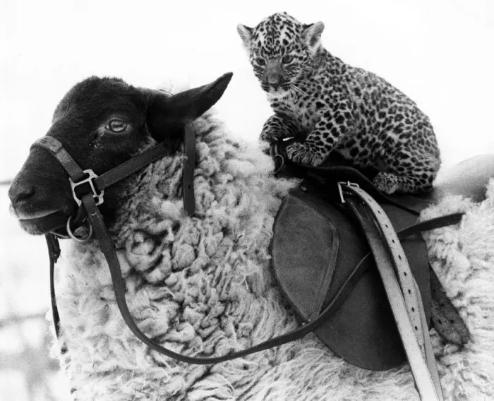 Framed Print : Squire the jaguar enjoys a ride on Lady jane the sheep January 1980 Framed Print : Squire the jaguar enjoys a ride on Lady jane the sheep January 1980