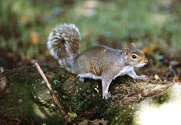 Squirrel on a log February 1993