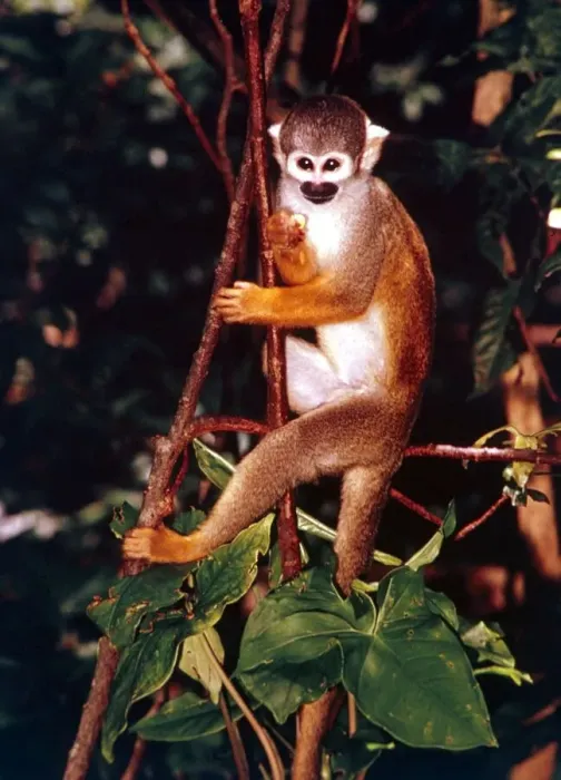 Framed Print : A squirrel monkey climbing trees in the Amazon rainforest January 1990 Framed Print : A squirrel monkey climbing trees in the Amazon rainforest January 1990