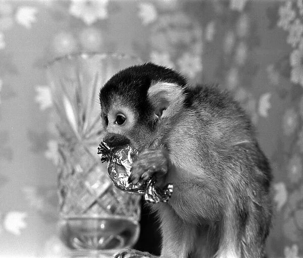 A Squirrel Monkey at Twycross Zoo enjoying a sweet treat. 29th January 1976