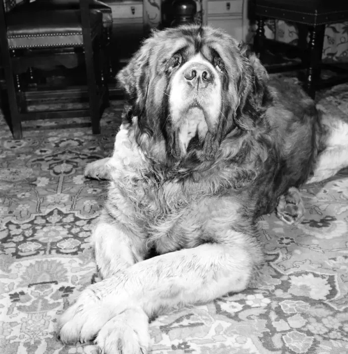 Framed Print : St. Bernard dog. 1960 C115-002 Framed Print : St. Bernard dog. 1960 C115-002