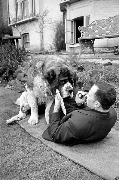 St. Bernard dog. 1960 C115-004
