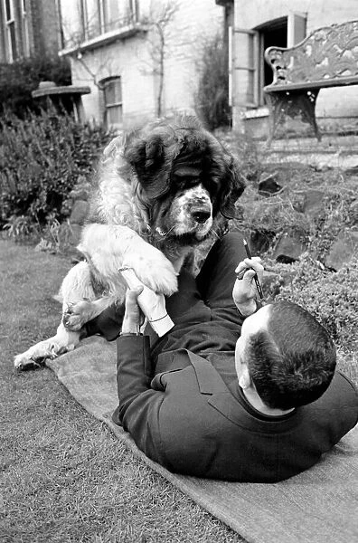 St. Bernard dog. 1960 C115-005
