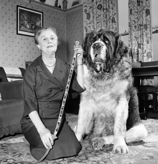 Framed Print : St. Bernard dog. 1960 C115 Framed Print : St. Bernard dog. 1960 C115