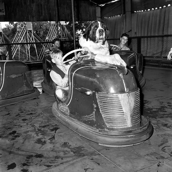 St. Bernard dog in dodgem Car. September 1953 D5783-001