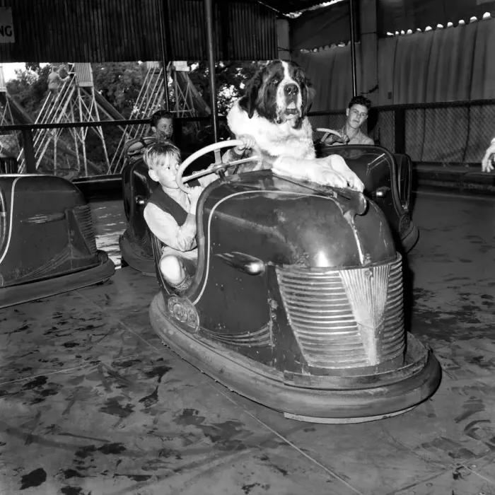 Framed Print : St. Bernard dog in dodgem Car. September 1953 D5783-001