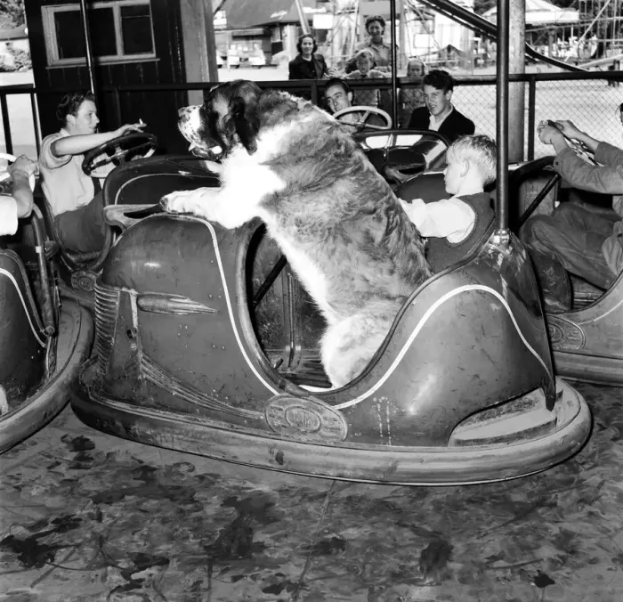 Framed Print : St. Bernard dog in dodgem Car. September 1953 D5783 Framed Print : St. Bernard dog in dodgem Car. September 1953 D5783