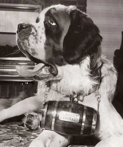 St Bernard Dog - January 1968 with a barrel of Hennessy Cognac around his neck