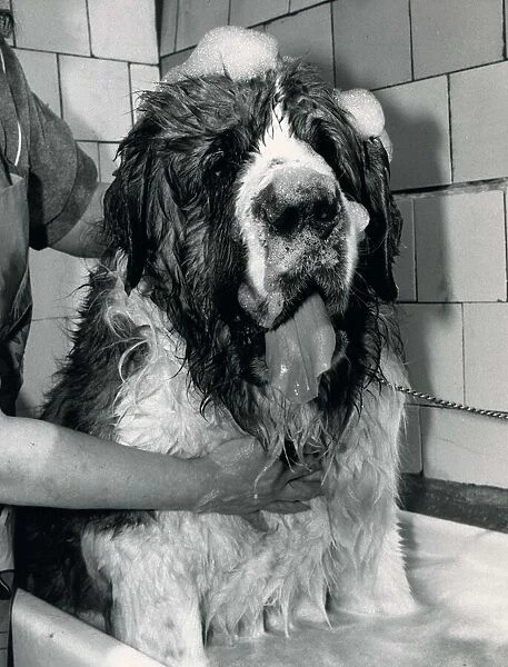 St Bernard Dog Schnorbitz owned Bernie Winters is being bathed by a dog grooming expert