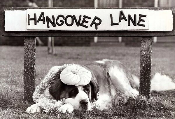 St Bernard Dog sits under a road Street sign Hangover Lane
