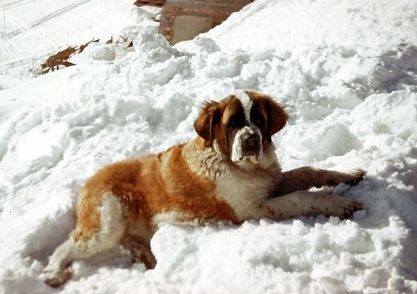 A St Bernard Dog in the snow September 1970