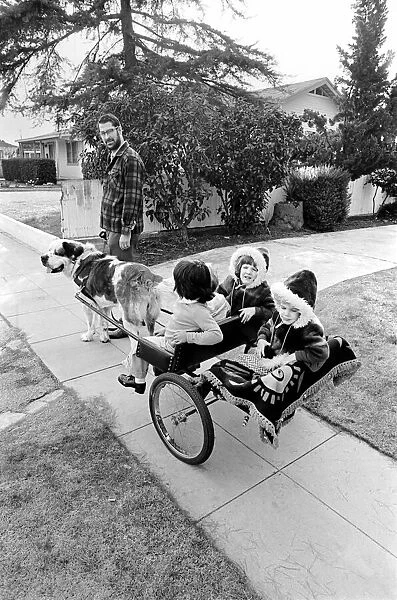 St. Bernards dog cart. January 1975 75-00282-002
