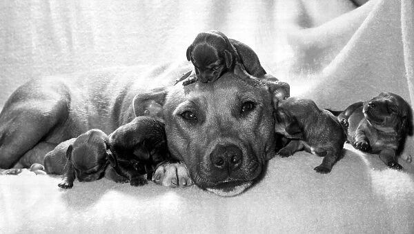 Staffordshire bull terrier Susan pictured with five newly acquired orphan puppies in