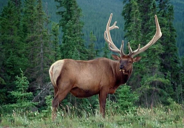 Stag grazing in Canada - July 1999