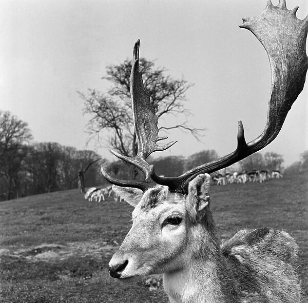 Stag at Knole Park in Sevenoaks, Kent. 30th March 1954